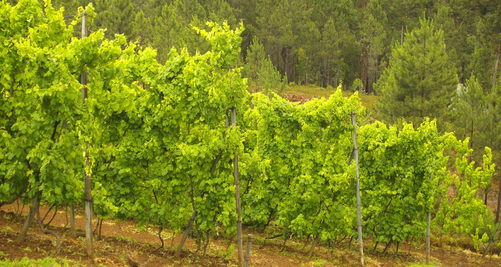 Vinho Verde: viinitarhoja, Minho, Atlantin rannikko